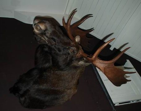Nice trophyhead of a scandinavian eland