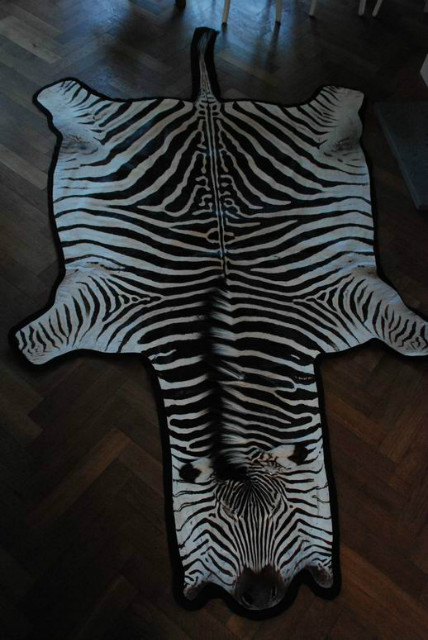 Zebraskin with black velvet