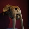 Skull of a black bear