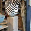 Zebra shouldermount op een hard houten sokkel