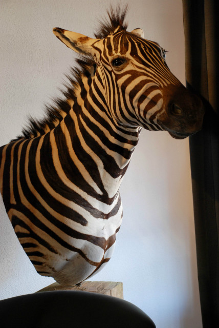 Zebra shouldermount on a wooden pedestal
