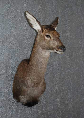 Shouldermount of red deer kalf