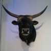 Enorme shouldermount van een Kaapse Buffel