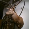Red stag shouldermount