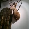 Red stag shouldermount