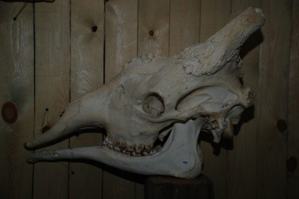 Big skull of a giraffe