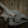 Big skull of a giraffe