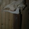 Replica schedel van een steenarend. Afgietsel.