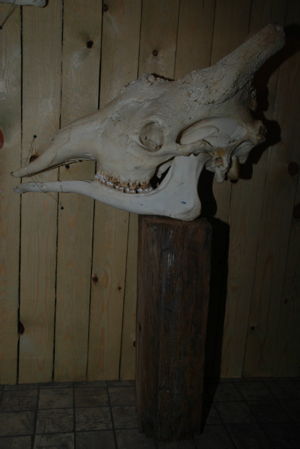 Big skull of a giraffe