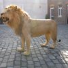 Fullmount male Lion. Stuffed lion excelent taxidermy.