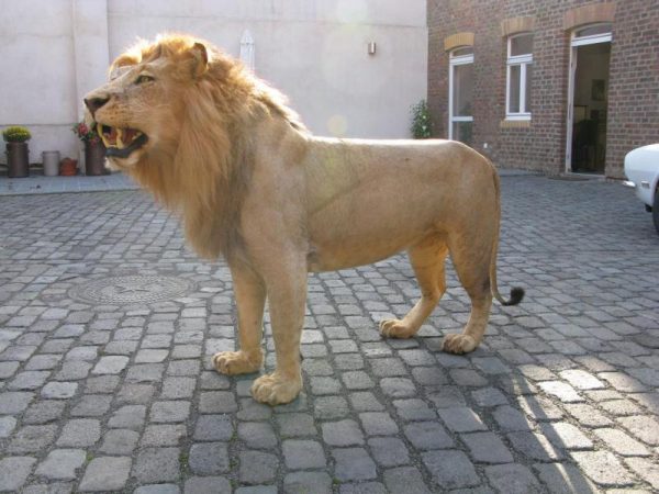 Fullmount male Lion. Stuffed lion excelent taxidermy.