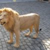 Fullmount male Lion. Stuffed lion excelent taxidermy.