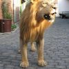 Fullmount male Lion. Stuffed lion excelent taxidermy.