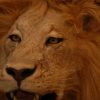 Fullmount male Lion. Stuffed lion excelent taxidermy.