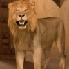 Fullmount male Lion. Stuffed lion excelent taxidermy.