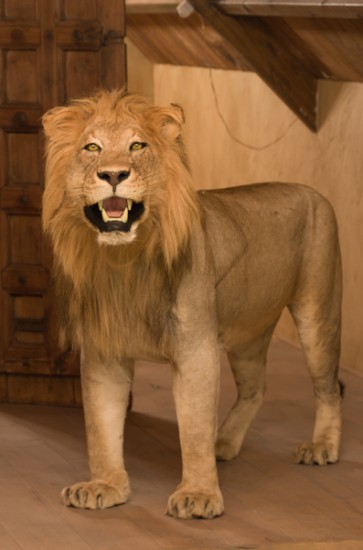 Fullmount male Lion. Stuffed lion excelent taxidermy.