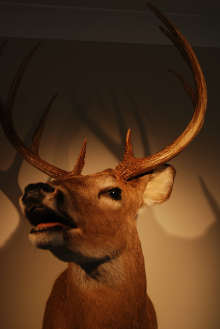 Shouldermount of a whitetail-deer.