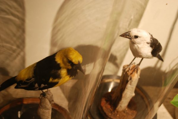 Stuffed weaverbirds under antique bells