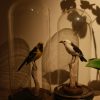 Stuffed weaverbirds under antique bells