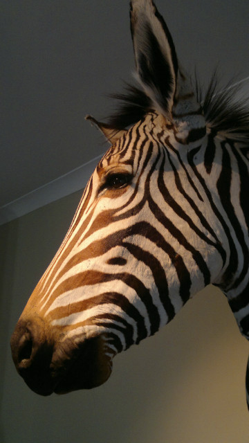 Nice new stuffed head of a Zebra.