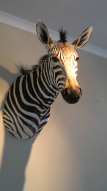Nice new stuffed head of a Zebra.