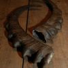 Big pair of antlers of a sika deer.