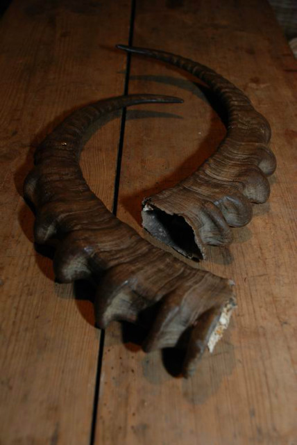 Nice pair of old ibex horns / antlers