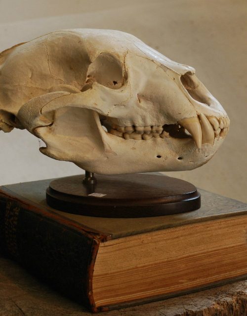 Skull of a black bear