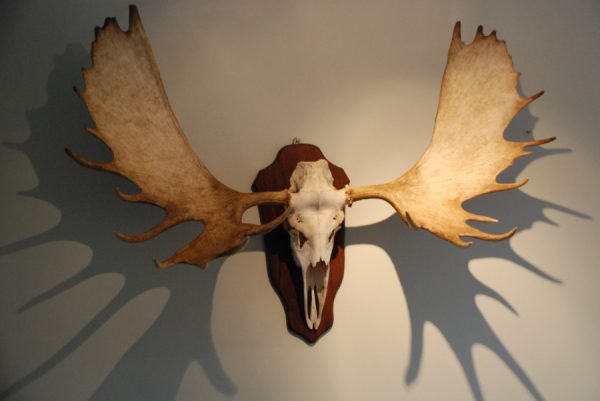 Canadian moose skull, antlers on a wooden panel