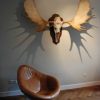 Canadian moose skull, antlers on a wooden panel