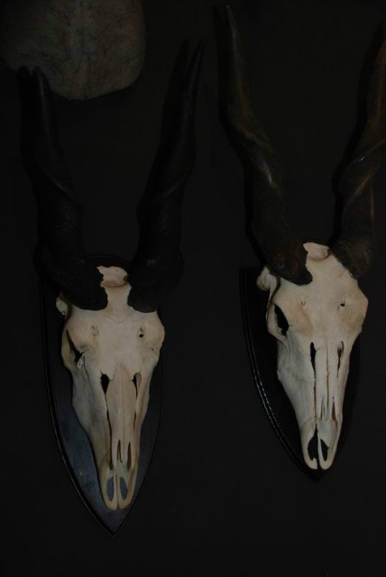 Mooi paar Afrikaanse eland schedels.