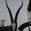 Horns of a bongo on a hard wooden panel