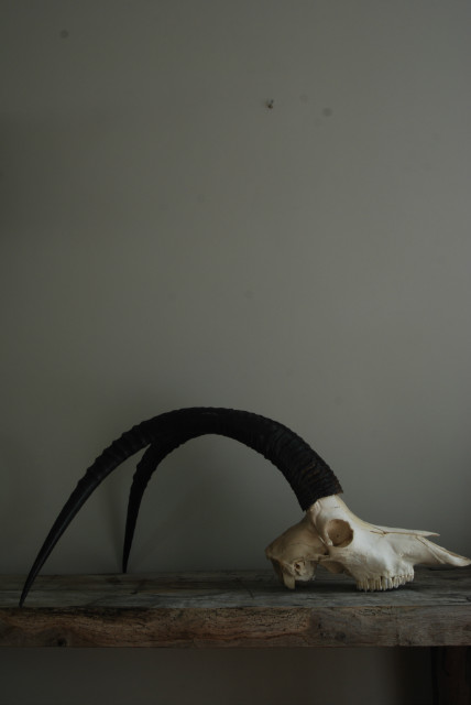 Schedel van een sabelantilope