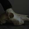 Skull of a sabelantilope