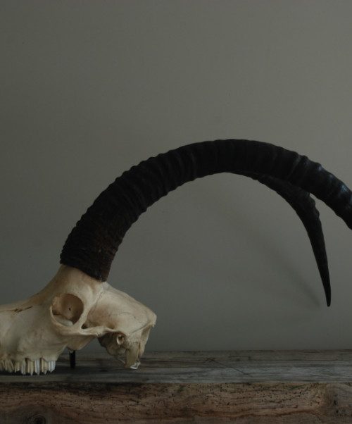 Skull of a sabelantilope