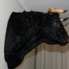 Nice trophyhead of a Spanish fighting bull, taxidermy