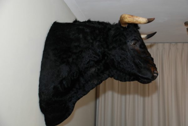 Nice trophyhead of a Spanish fighting bull, taxidermy