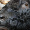 Enorme shouldermount van een Kaapse Buffel