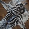 Big old zebraskin, very good quality.