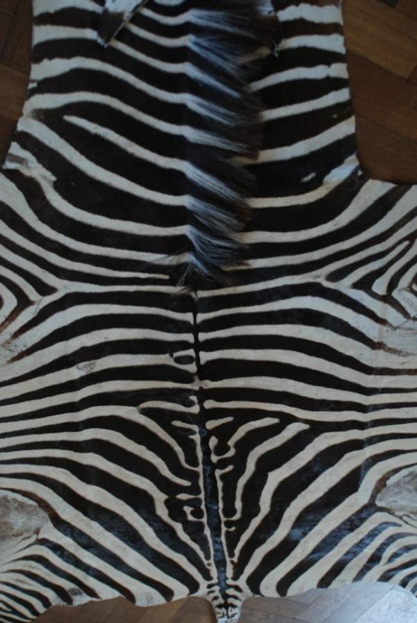 Big old zebraskin, very good quality.