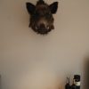 New trophyhead / shouldermount of a wild boar. Taxidermy