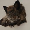 New trophyhead / shouldermount of a wild boar. Taxidermy