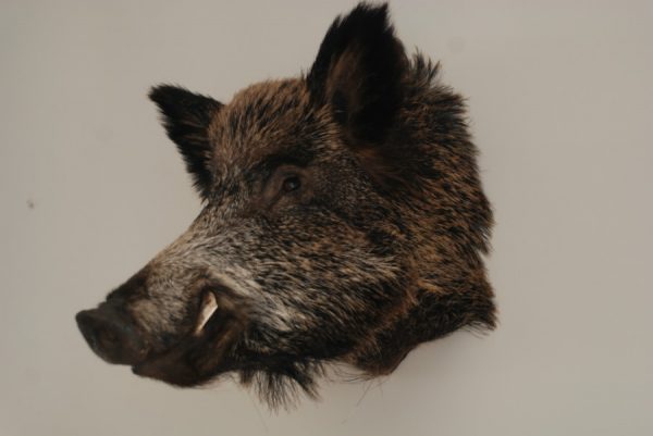 New trophyhead / shouldermount of a wild boar. Taxidermy