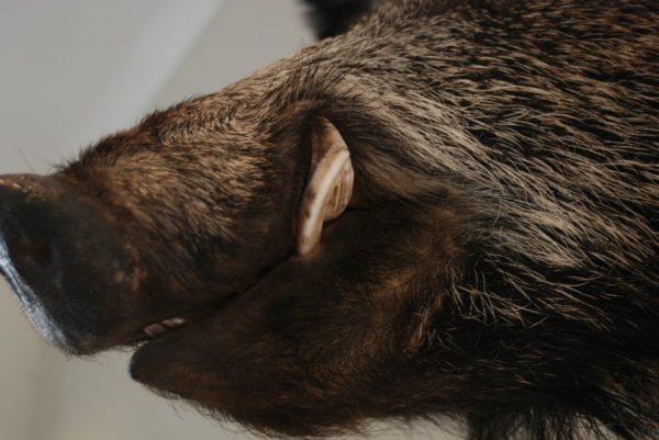 New trophyhead / shouldermount of a wild boar. Taxidermy