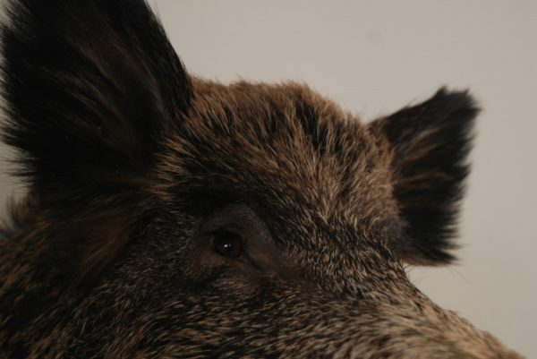 New trophyhead / shouldermount of a wild boar. Taxidermy