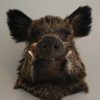 New trophyhead / shouldermount of a wild boar. Taxidermy