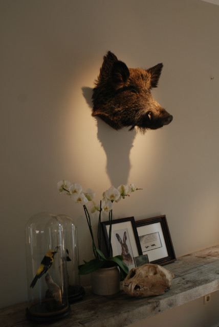 New trophyhead / shouldermount of a wild boar. Taxidermy