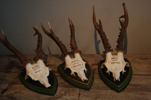 Antlers, skul of roebock