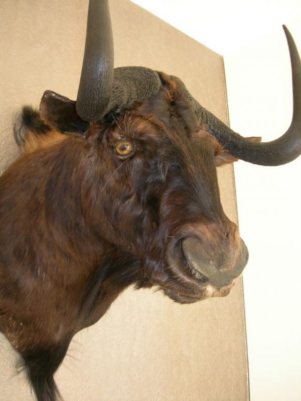 Nice stuffed head of a black wildebeast