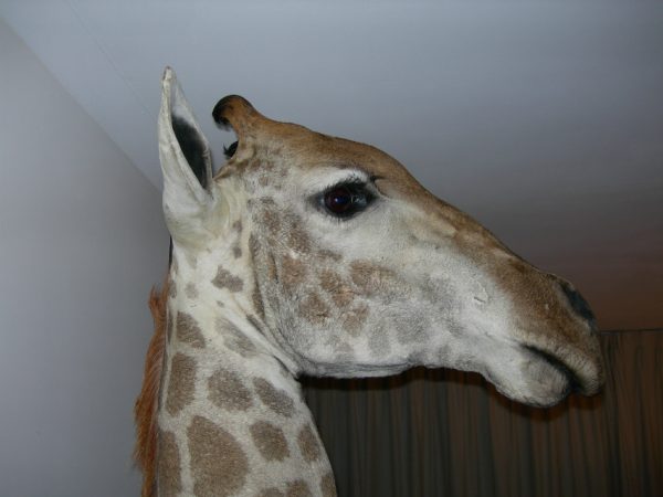 Opgezette kop van een giraffe